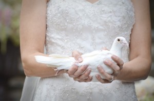 wedding dove - for Jennifer's wedding dress story